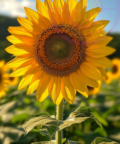 A picture of a vibrant sunflower for a phone wallpaper.